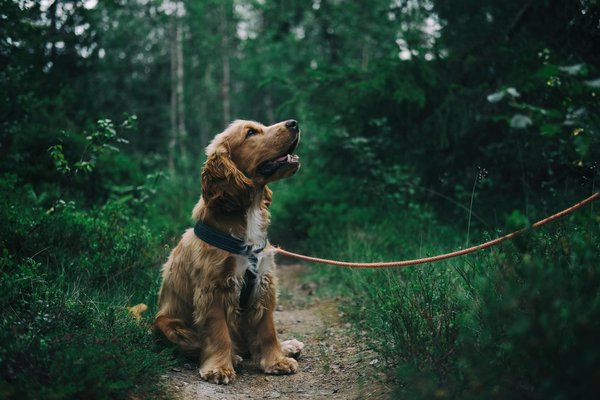 Quelle est la meilleure façon d'intégrer un chien de race Bouvier Australien dans une routine de jogging?