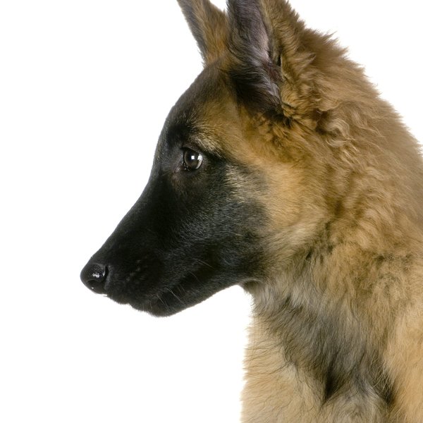 Actualité des chiens : soins, conseils et adoption